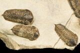 Cluster Of Ordovician Trilobites (Sokhretia?) - Erfoud, Morocco #186745-2